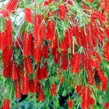 Weeping bottlebrush flower for sale  Lincolnton