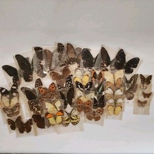 insect collection for sale  Visalia