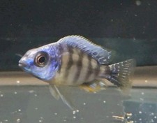 Male taiwan reef for sale  Minneapolis
