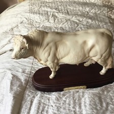 charolais for sale charolais for sale TONBRIDGE