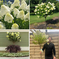 Hydrangea plant standard for sale  LEICESTER