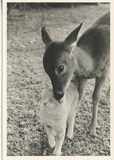 Postcard editions admira d'occasion Postcard editions admira d'occasion  Toulon-