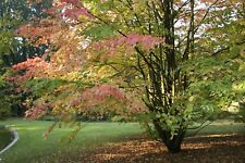Japanese katsura 50 for sale  Allentown