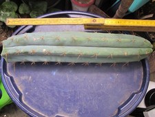 San pedro kopfstück gebraucht kaufen  Pfaffenhofen a.d.Ilm