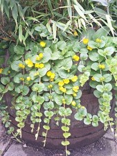 Golden creeping jenny for sale  OKEHAMPTON