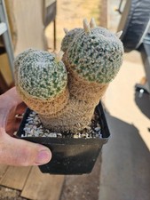 Mammillaria microthele heads for sale  Sanger