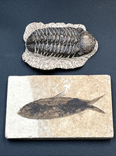Trilobite for sale  Ford City