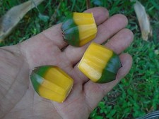Palm pandanus utilis for sale  Fort Lauderdale
