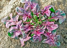 Spinaci rossi semi usato  Italia