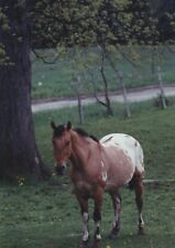 Appaloosa horse dotted for sale  Middlefield