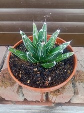 Agave victoriae reginae gebraucht kaufen  Visselhövede