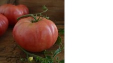 1884 tomato organic for sale  Cleveland