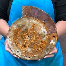 Caracola fósil pulida natural de 5 lb concha mineral curativa 2288 segunda mano  Embacar hacia Mexico
