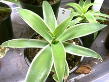 Variegated fox tail for sale  Little River