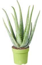 Aloe vera houseplants for sale  REDCAR