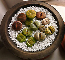 LITHOPS MIX - LIVING STONES - SASSI VIVENTI, 15 SEMI SELEZIONATI, używany na sprzedaż  Wysyłka do Poland