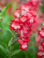 Penstemon arabesque red for sale  NOTTINGHAM