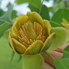 Tulipano cinese liriodendron usato  Spedire a Italy