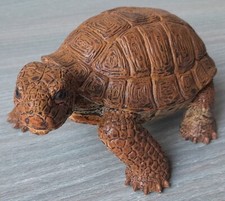 Tartaruga terra animale usato  Oristano