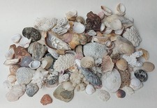 Alte sammlung muschel gebraucht kaufen  Veitshöchheim
