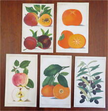 Fruit varieties apples for sale  Dover