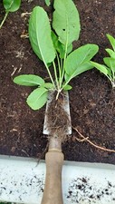 Horseradish rooted slips for sale  DONCASTER