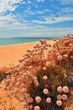 Fotografia Praia dos Salgados Praia Armação De Pêra Algarve Portugal comprar usado  Enviando para Brazil