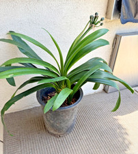 Heathy large clivia for sale  San Clemente