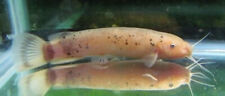 Electric catfish live for sale  Marysville
