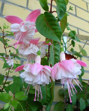 Sale2344 fuchsie campanella gebraucht kaufen  Dettingen an der Erms