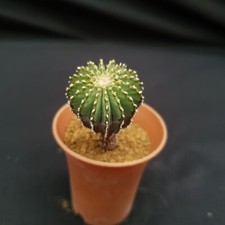 H12 geohintonia mexicana usato  Spedire a Italy