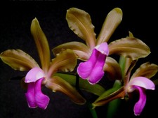 exotic orchids for sale exotic orchids for sale Ellisville