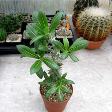 Pachypodium densiflorum große gebraucht kaufen  Dortmund