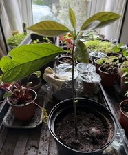 Avocado year potted for sale  BRISTOL