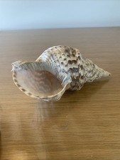 Rare coquillage charonia d'occasion  Donnemarie-Dontilly