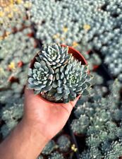 Sedeveria blue elf for sale  Garden Grove