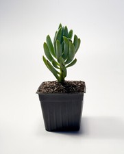 Blue chalkstick live for sale  Winnetka