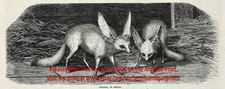 Gravura antiga da década de 1850 Fennec Fox (Vulpes zerda) e artigo 2 comprar usado  Enviando para Brazil