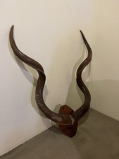 Kudu african antelope for sale Kudu african antelope for sale  DUMBARTON