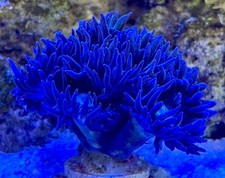 Duncan coral lps for sale  PEACEHAVEN