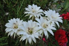 Echinopsis hybride weiß gebraucht kaufen  Grimma
