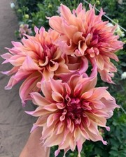 80001129 dwarf giant gebraucht kaufen  Reutlingen