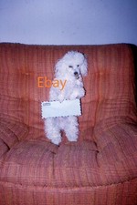 Slide 35mm - Poodle em pé nas pernas traseiras na poltrona segurando uma carta, 1971 comprar usado  Enviando para Brazil