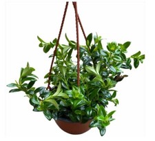 Goldfish plant hanging for sale  Menifee
