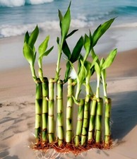 Lucky bamboo indoor for sale  Sugar Land