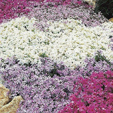 Pack creeping phlox for sale  UK