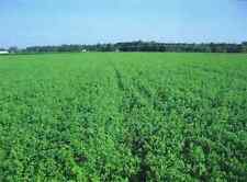 Bulldog 505 alfalfa for sale  Odessa