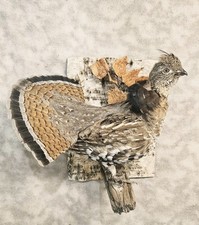 Handsome ruffed grouse for sale  Fairbanks