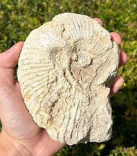 Big texas fossil for sale  Coppell