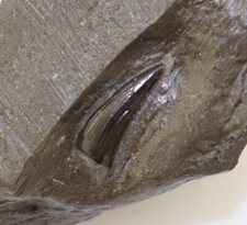 Zahn steneosaurus jura gebraucht kaufen  Weeze